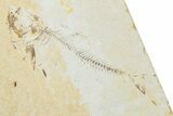 Multiple Fossil Fish Plate (Diplomystus & Knightia) - Wyoming #244189-1